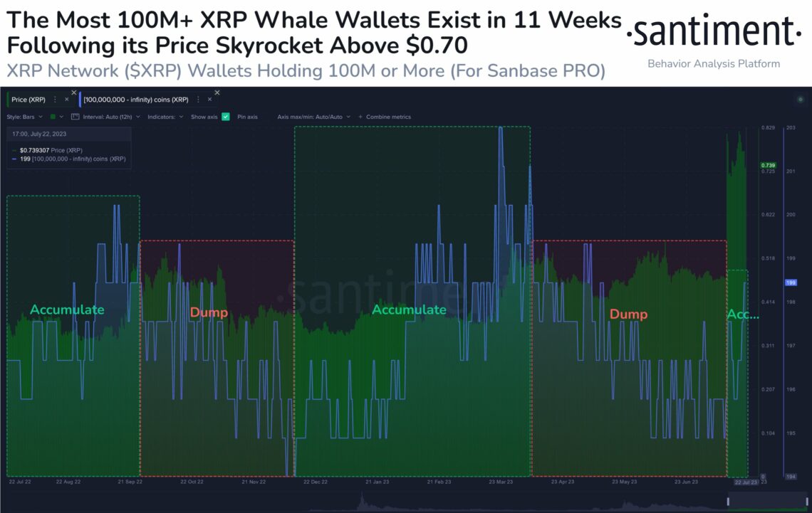 XRP кити